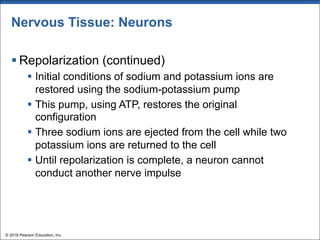 Nervous Tissue: Neurons
§ Repolarization (continued)
§ Initial conditions of sodium and potassium ions are
restored using the sodium-potassium pump
§ This pump, using ATP, restores the original
configuration
§ Three sodium ions are ejected from the cell while two
potassium ions are returned to the cell
§ Until repolarization is complete, a neuron cannot
conduct another nerve impulse
© 2018 Pearson Education, Inc.
 