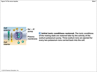 © 2018 Pearson Education, Inc.
Figure 7.9 The nerve impulse.
Initial ionic conditions restored. The ionic conditions
of the resting state are restored later by the activity of the
sodium-potassium pump. Three sodium ions are ejected for
every two potassium ions carried back into the cell.
6
Cell
exterior
K
+
Diffusion
Na
+
Diffusion
Cell
interior
Na+ – K+
pump
Plasma
membrane
Slide 7
 