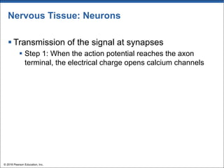 Nervous Tissue: Neurons
§ Transmission of the signal at synapses
§ Step 1: When the action potential reaches the axon
terminal, the electrical charge opens calcium channels
© 2018 Pearson Education, Inc.
 