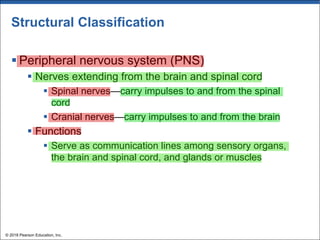 Structural Classification
§ Peripheral nervous system (PNS)
§ Nerves extending from the brain and spinal cord
§ Spinal nerves—carry impulses to and from the spinal
cord
§ Cranial nerves—carry impulses to and from the brain
§ Functions
§ Serve as communication lines among sensory organs,
the brain and spinal cord, and glands or muscles
© 2018 Pearson Education, Inc.
 
