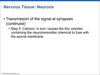 Nervous Tissue: Neurons
§ Transmission of the signal at synapses
(continued)
§ Step 2: Calcium, in turn, causes the tiny vesicles
containing the neurotransmitter chemical to fuse with
the axonal membrane
© 2018 Pearson Education, Inc.
 