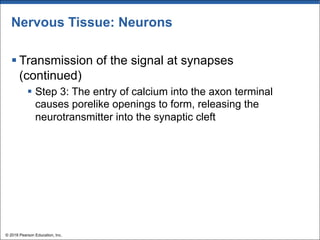 Nervous Tissue: Neurons
§ Transmission of the signal at synapses
(continued)
§ Step 3: The entry of calcium into the axon terminal
causes porelike openings to form, releasing the
neurotransmitter into the synaptic cleft
© 2018 Pearson Education, Inc.
 
