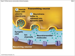 © 2018 Pearson Education, Inc.
Figure 7.10 How neurons communicate at chemical synapses.
Receiving neuron
Vesicle
fuses with
plasma
membrane.
Neurotrans-
mitter is
released into
synaptic cleft.
Synaptic
cleft Ion
channels
Neurotransmitter
molecules
Receiving neuron
Transmitting neuron
3
Slide 4
2
 