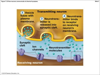 © 2018 Pearson Education, Inc.
Figure 7.10 How neurons communicate at chemical synapses.
Receiving neuron
Vesicle
fuses with
plasma
membrane.
Neurotrans-
mitter binds
to receptor
on receiving
neuron’s
membrane.
Neurotrans-
mitter is
released into
synaptic cleft.
Synaptic
cleft Ion
channels
Neurotransmitter
molecules
Receiving neuron
Transmitting neuron
4
Slide 5
3
2
 