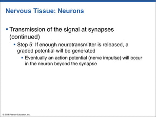 Nervous Tissue: Neurons
§ Transmission of the signal at synapses
(continued)
§ Step 5: If enough neurotransmitter is released, a
graded potential will be generated
§ Eventually an action potential (nerve impulse) will occur
in the neuron beyond the synapse
© 2018 Pearson Education, Inc.
 