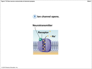 © 2018 Pearson Education, Inc.
Figure 7.10 How neurons communicate at chemical synapses.
Receiving neuron
Ion channel opens.
Neurotransmitter
Receptor
Na+
Slide 6
5
 
