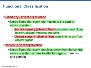 Functional Classification
§ Sensory (afferent) division
§ Nerve fibers that carry information to the central
nervous system
§ Somatic sensory (afferent) fibers carry information from
the skin, skeletal muscles, and joints
§ Visceral sensory (afferent) fibers carry information from
visceral organs
§ Motor (efferent) division
§ Nerve fibers that carry impulses away from the central
nervous system organs to effector organs (muscles
and glands)
© 2018 Pearson Education, Inc.
 