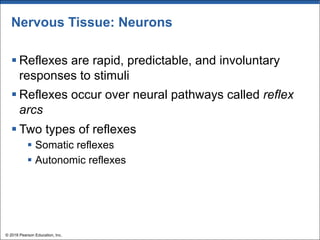 Nervous Tissue: Neurons
§ Reflexes are rapid, predictable, and involuntary
responses to stimuli
§ Reflexes occur over neural pathways called reflex
arcs
§ Two types of reflexes
§ Somatic reflexes
§ Autonomic reflexes
© 2018 Pearson Education, Inc.
 