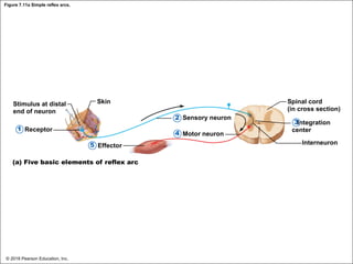 Figure 7.11a Simple reflex arcs.
Stimulus at distal
end of neuron
Receptor
Skin
Sensory neuron
Motor neuron
Effector
Spinal cord
(in cross section)
Integration
center
Interneuron
(a) Five basic elements of reflex arc
1
5
4
2
3
© 2018 Pearson Education, Inc.
 