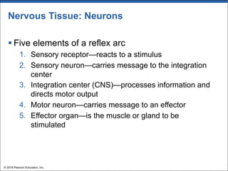 Nervous Tissue: Neurons
§ Five elements of a reflex arc
1. Sensory receptor—reacts to a stimulus
2. Sensory neuron—carries message to the integration
center
3. Integration center (CNS)—processes information and
directs motor output
4. Motor neuron—carries message to an effector
5. Effector organ—is the muscle or gland to be
stimulated
© 2018 Pearson Education, Inc.
 