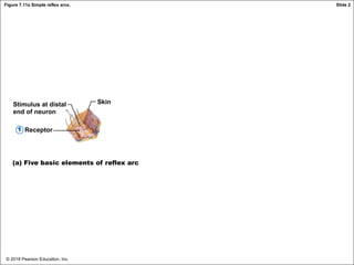 © 2018 Pearson Education, Inc.
Figure 7.11a Simple reflex arcs.
Stimulus at distal
end of neuron
Receptor
Skin
(a) Five basic elements of reflex arc
1
Slide 2
 