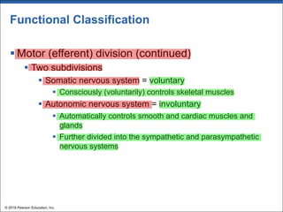 Functional Classification
§ Motor (efferent) division (continued)
§ Two subdivisions
§ Somatic nervous system = voluntary
§ Consciously (voluntarily) controls skeletal muscles
§ Autonomic nervous system = involuntary
§ Automatically controls smooth and cardiac muscles and
glands
§ Further divided into the sympathetic and parasympathetic
nervous systems
© 2018 Pearson Education, Inc.
 