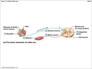 © 2018 Pearson Education, Inc.
Figure 7.11a Simple reflex arcs.
Stimulus at distal
end of neuron
Receptor
Skin
Sensory neuron
Motor neuron
Effector
Spinal cord
(in cross section)
Interneuron
(a) Five basic elements of reflex arc
1
5
4
2
3 Integration
center
Slide 6
 