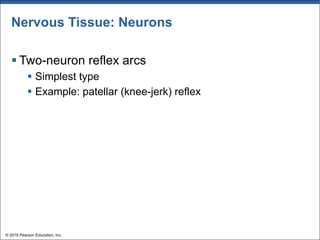 Nervous Tissue: Neurons
§ Two-neuron reflex arcs
§ Simplest type
§ Example: patellar (knee-jerk) reflex
© 2018 Pearson Education, Inc.
 