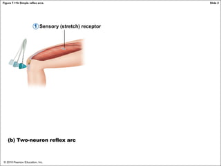© 2018 Pearson Education, Inc.
Figure 7.11b Simple reflex arcs.
Sensory (stretch) receptor
(b) Two-neuron reflex arc
1
Slide 2
 