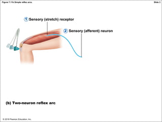 © 2018 Pearson Education, Inc.
Figure 7.11b Simple reflex arcs.
Sensory (stretch) receptor
Sensory (afferent) neuron
(b) Two-neuron reflex arc
1
2
Slide 3
 