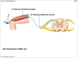 © 2018 Pearson Education, Inc.
Figure 7.11b Simple reflex arcs.
Sensory (stretch) receptor
Sensory (afferent) neuron
(b) Two-neuron reflex arc
1
2
3
Slide 4
 