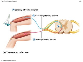 © 2018 Pearson Education, Inc.
Figure 7.11b Simple reflex arcs.
Sensory (stretch) receptor
Sensory (afferent) neuron
Motor (efferent) neuron
(b) Two-neuron reflex arc
1
2
3
4
Slide 5
 