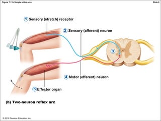 © 2018 Pearson Education, Inc.
Figure 7.11b Simple reflex arcs.
Sensory (stretch) receptor
Sensory (afferent) neuron
Motor (efferent) neuron
Effector organ
(b) Two-neuron reflex arc
1
2
3
4
5
Slide 6
 