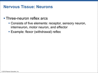 Nervous Tissue: Neurons
§ Three-neuron reflex arcs
§ Consists of five elements: receptor, sensory neuron,
interneuron, motor neuron, and effector
§ Example: flexor (withdrawal) reflex
© 2018 Pearson Education, Inc.
 