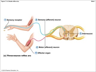 © 2018 Pearson Education, Inc.
Figure 7.11c Simple reflex arcs.
Sensory receptor Sensory (afferent) neuron
Interneuron
Motor (efferent) neuron
Effector organ
(c) Three-neuron reflex arc
2
1
3
4
5
Slide 1
 