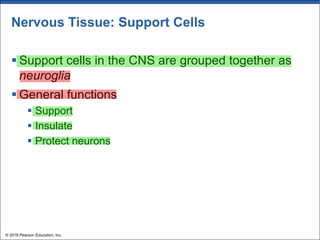 Nervous Tissue: Support Cells
§ Support cells in the CNS are grouped together as
neuroglia
§ General functions
§ Support
§ Insulate
§ Protect neurons
© 2018 Pearson Education, Inc.
 