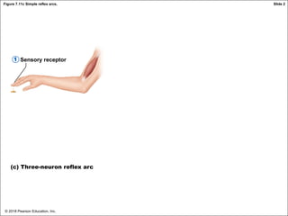© 2018 Pearson Education, Inc.
Figure 7.11c Simple reflex arcs.
Sensory receptor
(c) Three-neuron reflex arc
1
Slide 2
 