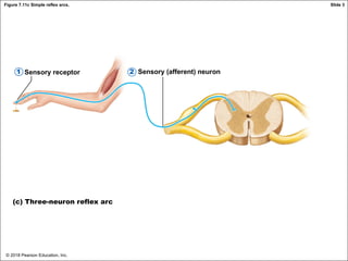 © 2018 Pearson Education, Inc.
Figure 7.11c Simple reflex arcs.
Sensory receptor Sensory (afferent) neuron
(c) Three-neuron reflex arc
2
1
Slide 3
 