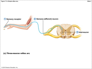 © 2018 Pearson Education, Inc.
Figure 7.11c Simple reflex arcs.
Sensory receptor Sensory (afferent) neuron
Interneuron
(c) Three-neuron reflex arc
2
1
3
Slide 4
 