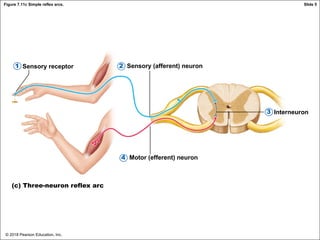 © 2018 Pearson Education, Inc.
Figure 7.11c Simple reflex arcs.
Sensory receptor Sensory (afferent) neuron
Interneuron
Motor (efferent) neuron
(c) Three-neuron reflex arc
2
1
3
4
Slide 5
 