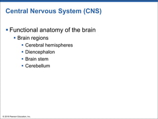 Central Nervous System (CNS)
§ Functional anatomy of the brain
§ Brain regions
§ Cerebral hemispheres
§ Diencephalon
§ Brain stem
§ Cerebellum
© 2018 Pearson Education, Inc.
 