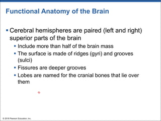 Functional Anatomy of the Brain
§ Cerebral hemispheres are paired (left and right)
superior parts of the brain
§ Include more than half of the brain mass
§ The surface is made of ridges (gyri) and grooves
(sulci)
§ Fissures are deeper grooves
§ Lobes are named for the cranial bones that lie over
them
© 2018 Pearson Education, Inc.
 