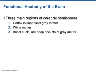 Functional Anatomy of the Brain
§ Three main regions of cerebral hemisphere
1. Cortex is superficial gray matter
2. White matter
3. Basal nuclei are deep pockets of gray matter
© 2018 Pearson Education, Inc.
 