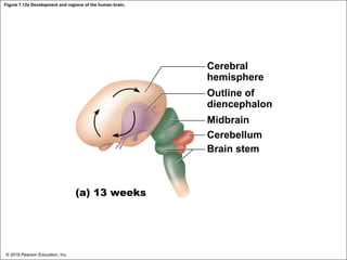 Figure 7.12a Development and regions of the human brain.
Cerebral
hemisphere
Outline of
diencephalon
Midbrain
Cerebellum
Brain stem
(a) 13 weeks
© 2018 Pearson Education, Inc.
 