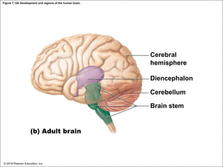 Figure 7.12b Development and regions of the human brain.
Cerebral
hemisphere
Diencephalon
Cerebellum
Brain stem
(b) Adult brain
© 2018 Pearson Education, Inc.
 