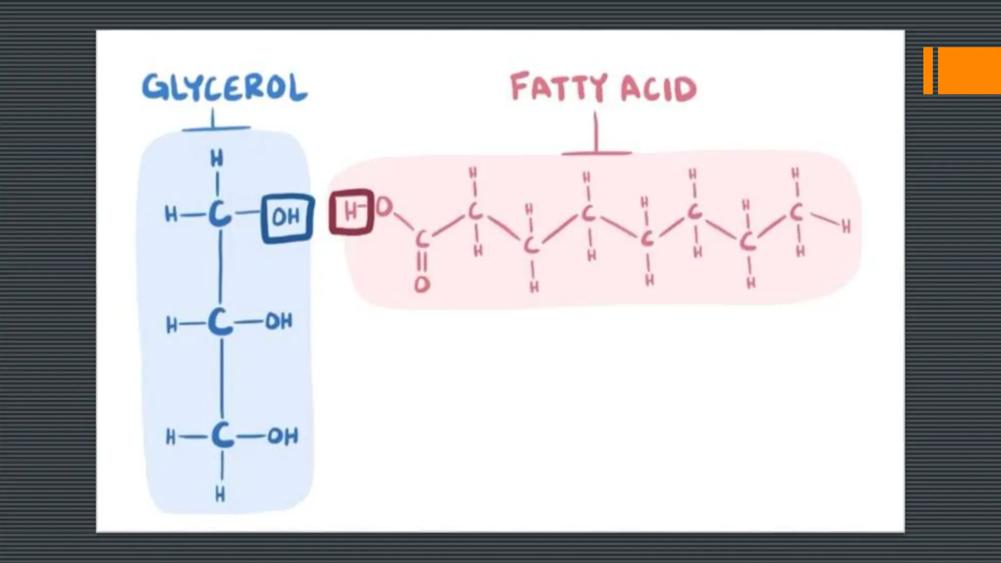 The structure of lipids and it's components | PPTX