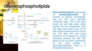 Glycerophospholipids
• Glycerophospholipids (also known
as phosphoglycerides) are
triesters of glycerol 3-phosphate,
and are the most abundant
membrane lipids. Two of the ester
bonds are with fatty acids, which
provide the two hydrophobic tails.
The fatty acids may be any of the
fatty acids normally present in fats or
oils. The fatty acid acyl group
bonded to C1 of glycerol is usually
saturated, whereas the fatty acyl
group at C2 is usually unsaturated.
At the third position in
glycerophospholipids, there is a
phosphate ester group.
 