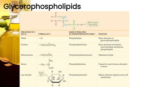 Glycerophospholipids
 