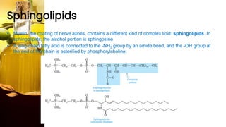 Sphingolipids
• Myelin, the coating of nerve axons, contains a different kind of complex lipid: sphingolipids. In
sphingolipids, the alcohol portion is sphingosine
• A long-chain fatty acid is connected to the -NH2 group by an amide bond, and the -OH group at
the end of the chain is esterified by phosphorylcholine:
 