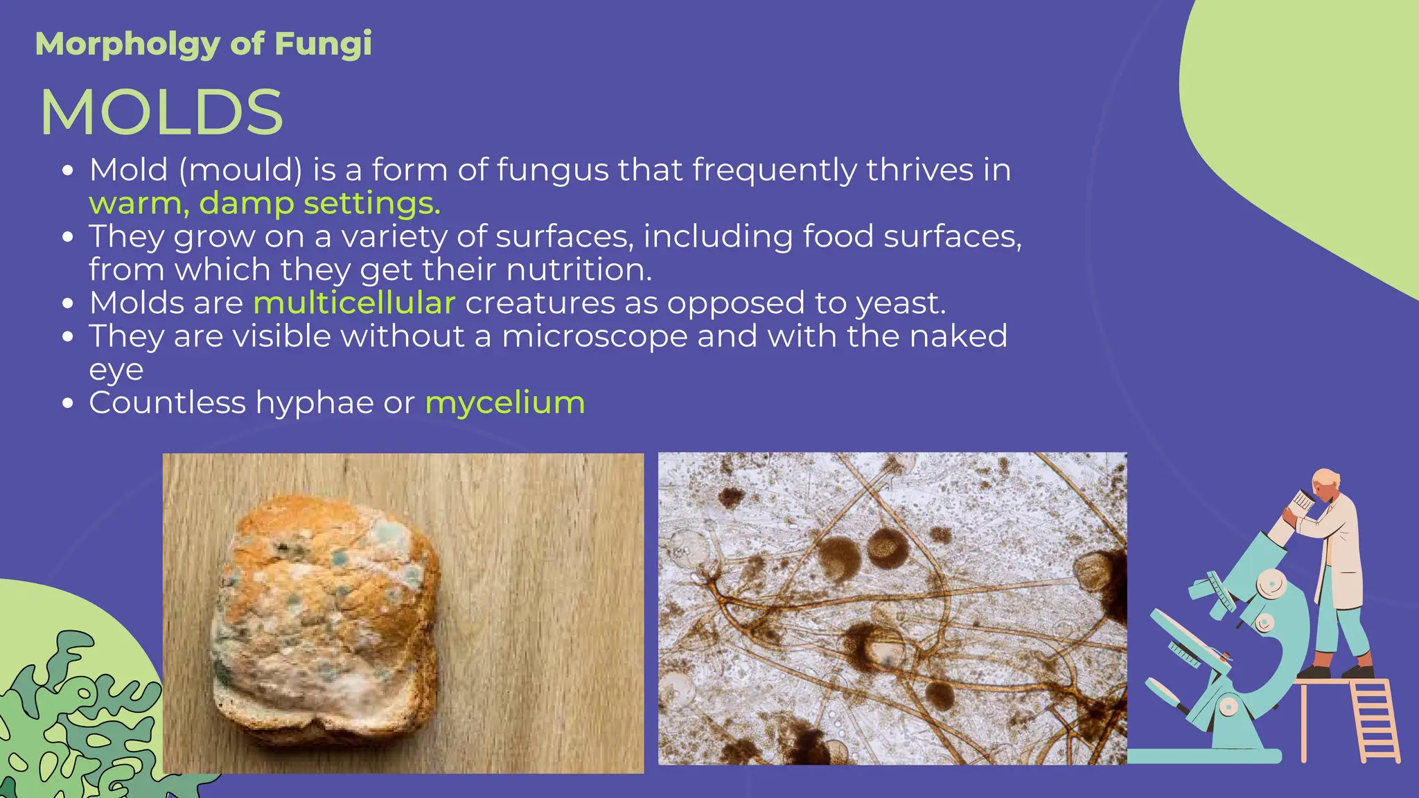 Mold (mould) is a form of fungus that frequently thrives in
warm, damp settings.
They grow on a variety of surfaces, including food surfaces,
from which they get their nutrition.
Molds are multicellular creatures as opposed to yeast.
They are visible without a microscope and with the naked
eye
Countless hyphae or mycelium
Morpholgy of Fungi
MOLDS
 