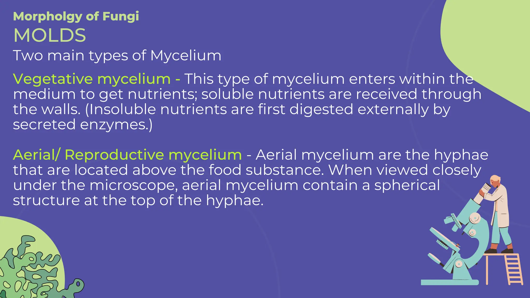 Two main types of Mycelium
Vegetative mycelium - This type of mycelium enters within the
medium to get nutrients; soluble nutrients are received through
the walls. (Insoluble nutrients are first digested externally by
secreted enzymes.)
Aerial/ Reproductive mycelium - Aerial mycelium are the hyphae
that are located above the food substance. When viewed closely
under the microscope, aerial mycelium contain a spherical
structure at the top of the hyphae.
Morpholgy of Fungi
MOLDS
 