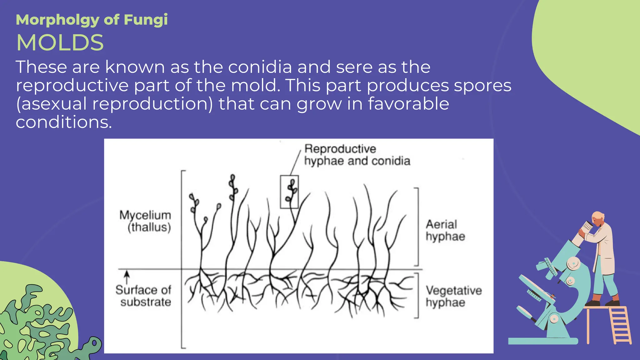 These are known as the conidia and sere as the
reproductive part of the mold. This part produces spores
(asexual reproduction) that can grow in favorable
conditions.
Morpholgy of Fungi
MOLDS
 
