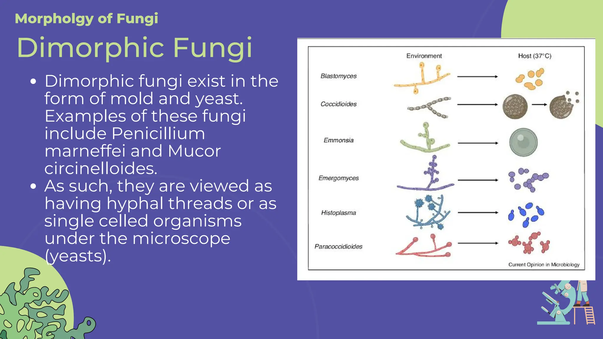 Dimorphic fungi exist in the
form of mold and yeast.
Examples of these fungi
include Penicillium
marneffei and Mucor
circinelloides.
As such, they are viewed as
having hyphal threads or as
single celled organisms
under the microscope
(yeasts).
Morpholgy of Fungi
Dimorphic Fungi
 
