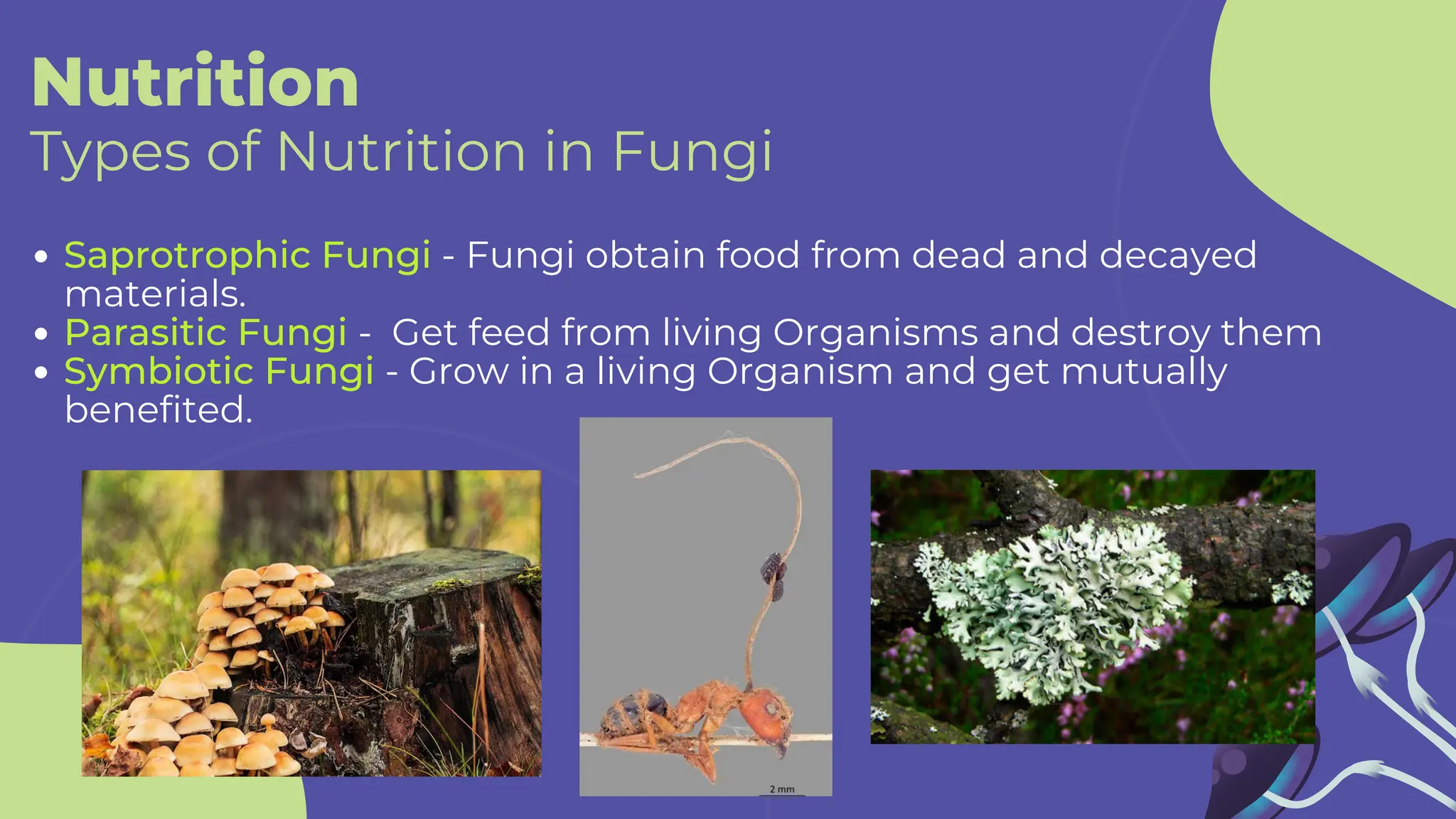 Nutrition
Types of Nutrition in Fungi
Saprotrophic Fungi - Fungi obtain food from dead and decayed
materials.
Parasitic Fungi - Get feed from living Organisms and destroy them
Symbiotic Fungi - Grow in a living Organism and get mutually
benefited.
 
