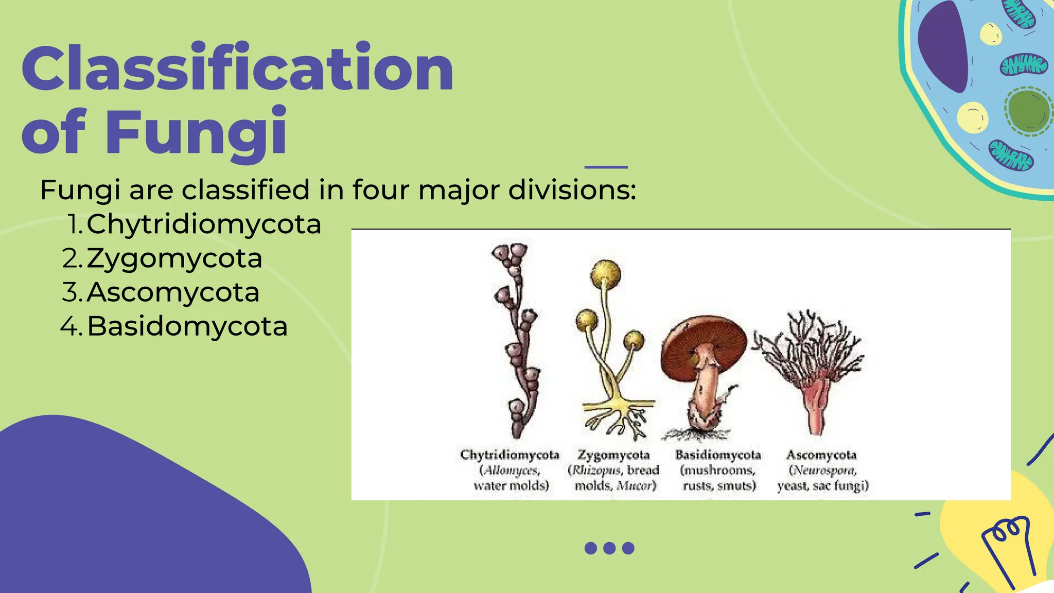 Classification
of Fungi
Chytridiomycota
Zygomycota
Ascomycota
Basidomycota
Fungi are classified in four major divisions:
1.
2.
3.
4.
 