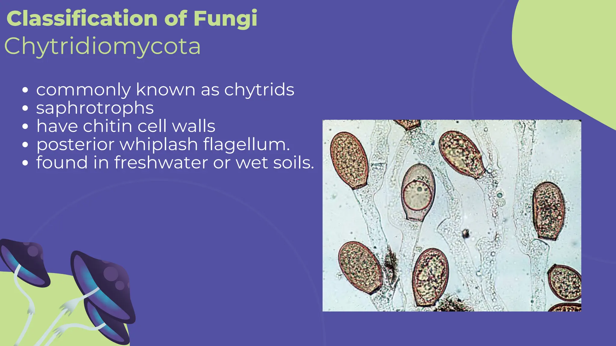 Classification of Fungi
commonly known as chytrids
saphrotrophs
have chitin cell walls
posterior whiplash flagellum.
found in freshwater or wet soils.
Chytridiomycota
 