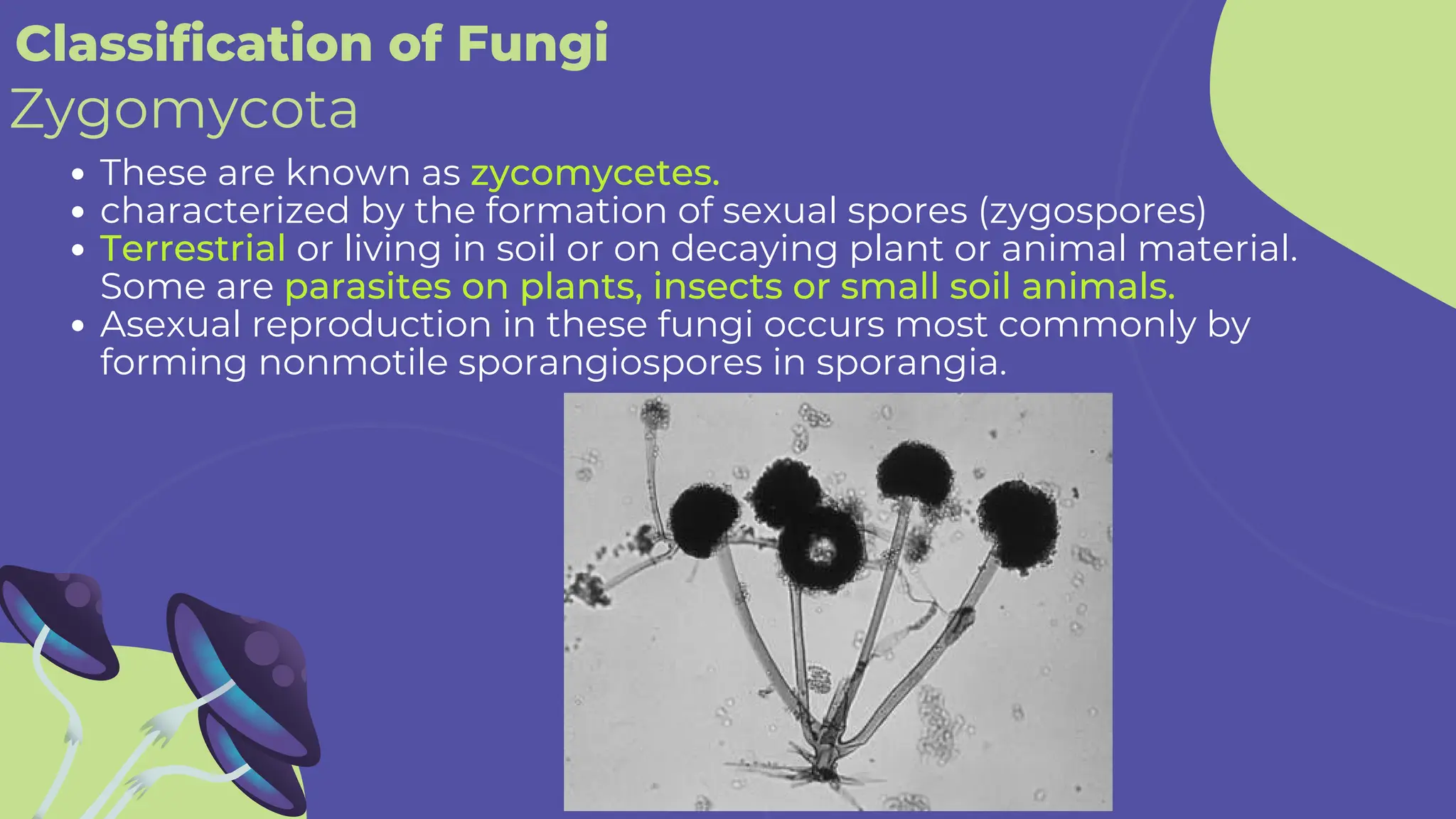Classification of Fungi
These are known as zycomycetes.
characterized by the formation of sexual spores (zygospores)
Terrestrial or living in soil or on decaying plant or animal material.
Some are parasites on plants, insects or small soil animals.
Asexual reproduction in these fungi occurs most commonly by
forming nonmotile sporangiospores in sporangia.
Zygomycota
 