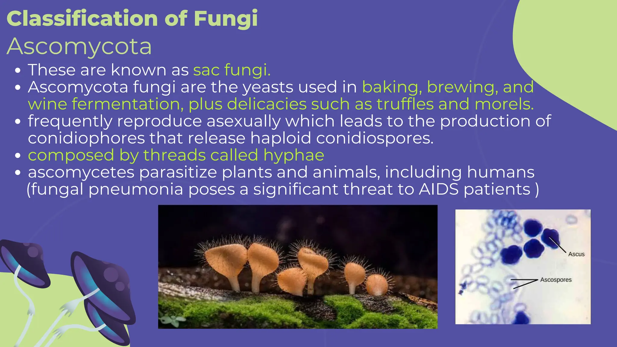 These are known as sac fungi.
Ascomycota fungi are the yeasts used in baking, brewing, and
wine fermentation, plus delicacies such as truffles and morels.
frequently reproduce asexually which leads to the production of
conidiophores that release haploid conidiospores.
composed by threads called hyphae
ascomycetes parasitize plants and animals, including humans
(fungal pneumonia poses a significant threat to AIDS patients )
Classification of Fungi
Ascomycota
 