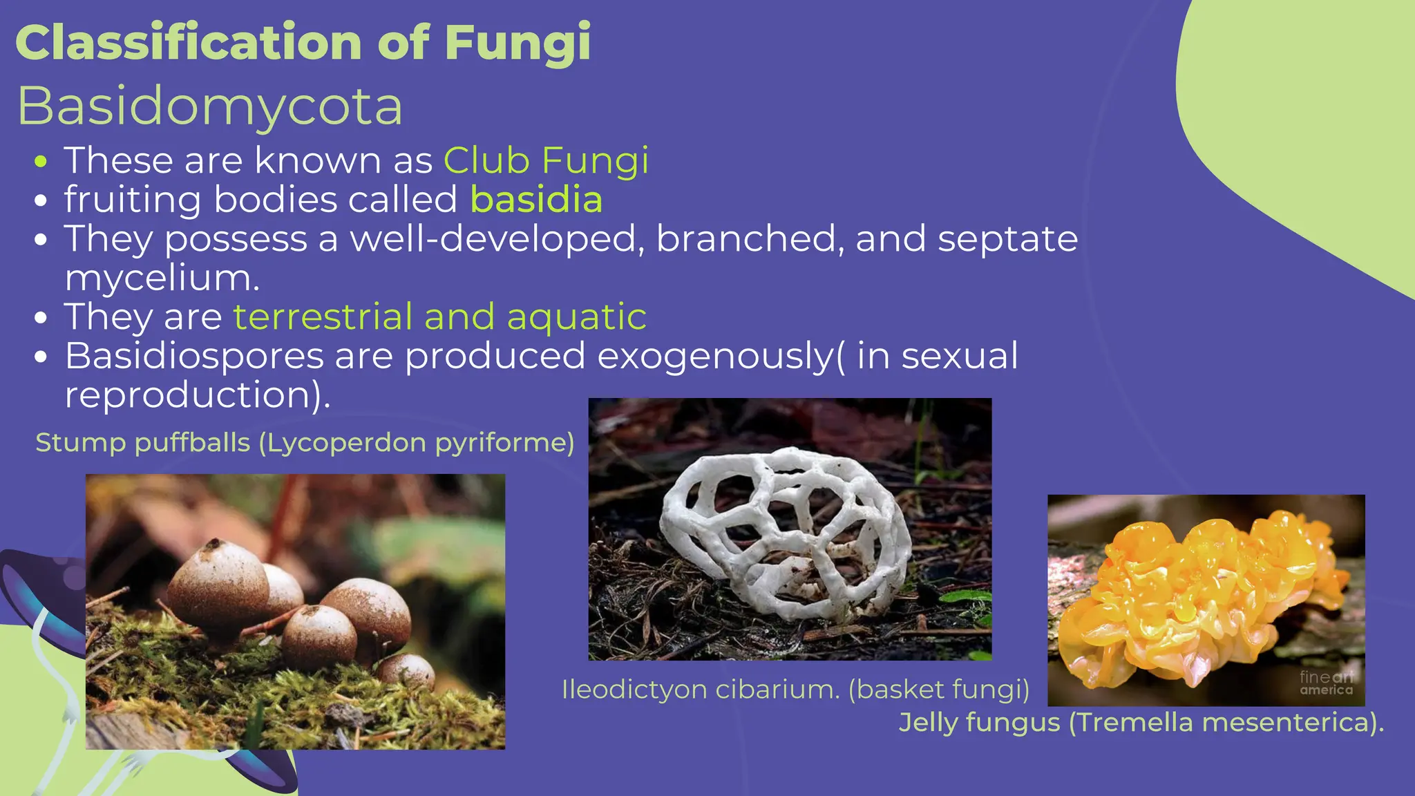 These are known as Club Fungi
fruiting bodies called basidia
They possess a well-developed, branched, and septate
mycelium.
They are terrestrial and aquatic
Basidiospores are produced exogenously( in sexual
reproduction).
Classification of Fungi
Basidomycota
Ileodictyon cibarium. (basket fungi)
Jelly fungus (Tremella mesenterica).
Stump puffballs (Lycoperdon pyriforme)
 