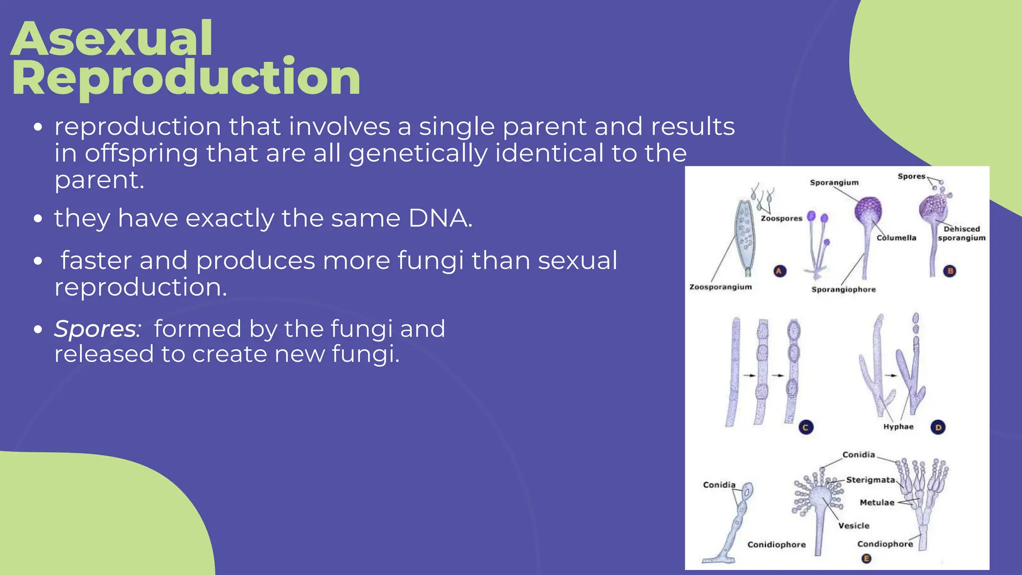 Asexual
Reproduction
reproduction that involves a single parent and results
in offspring that are all genetically identical to the
parent.
Spores: formed by the fungi and
released to create new fungi.
they have exactly the same DNA.
faster and produces more fungi than sexual
reproduction.
 
